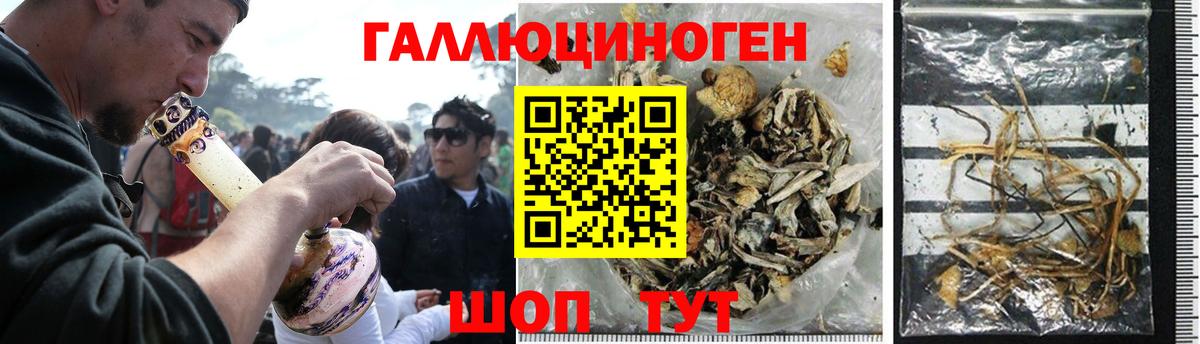 Галлюциногенные грибы Psilocybe Сорочинск
